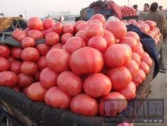 西红柿、粉色西红柿、优质西红柿供应商、山西蔬菜合作社